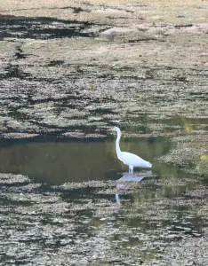 Tom 02 Grote zilver reiger